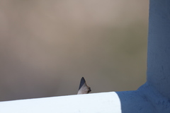 Acrodipsas brisbanensis