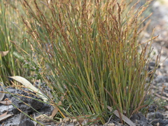 Eurychorda complanata