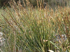 Eurychorda complanata