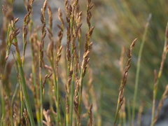 Eurychorda complanata