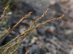 Eurychorda complanata