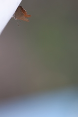 Acrodipsas brisbanensis