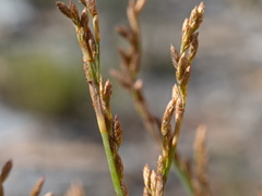 Eurychorda complanata