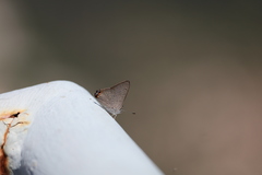 Acrodipsas brisbanensis