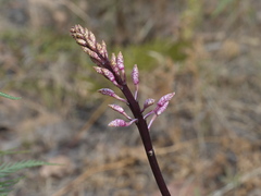 Dipodium pardalinum