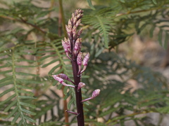 Dipodium pardalinum