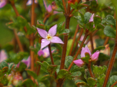 Boronia algida