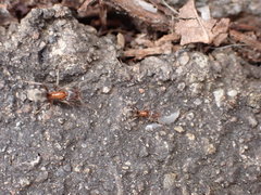 Liometopum occidentale