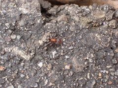 Liometopum occidentale