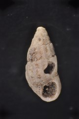 Lirobarleeia