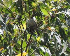 Melithreptus lunatus