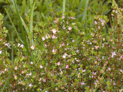 Boronia algida