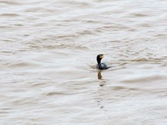 Nannopterum brasilianum