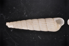 Turbonilla puncta