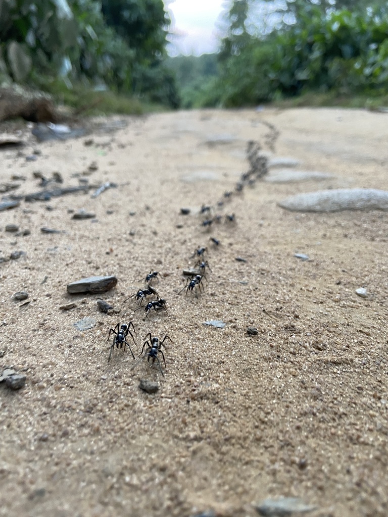 Matebele Ant from Reserve de Faune de la Lékoli-Pandaka, Sangha, CG on ...