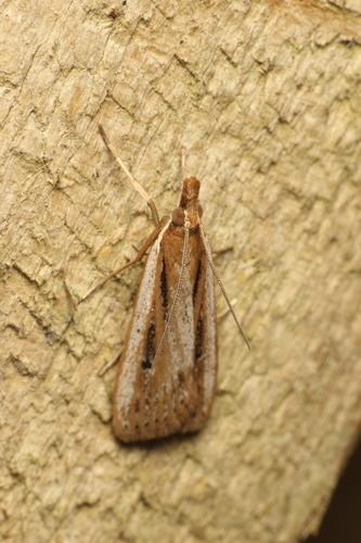 Sod webworm photo 3