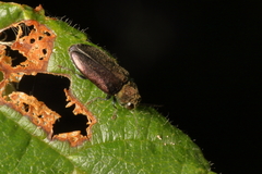 Maoraxia eremita