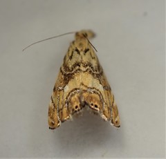 Glaucocharis selenaea