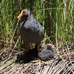 Gallinula tenebrosa tenebrosa