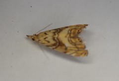 Glaucocharis selenaea