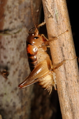 Hemiandrus pallitarsis
