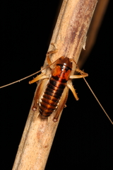 Hemiandrus pallitarsis