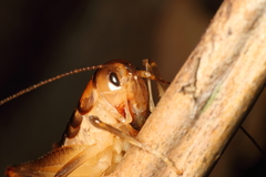 Hemiandrus pallitarsis