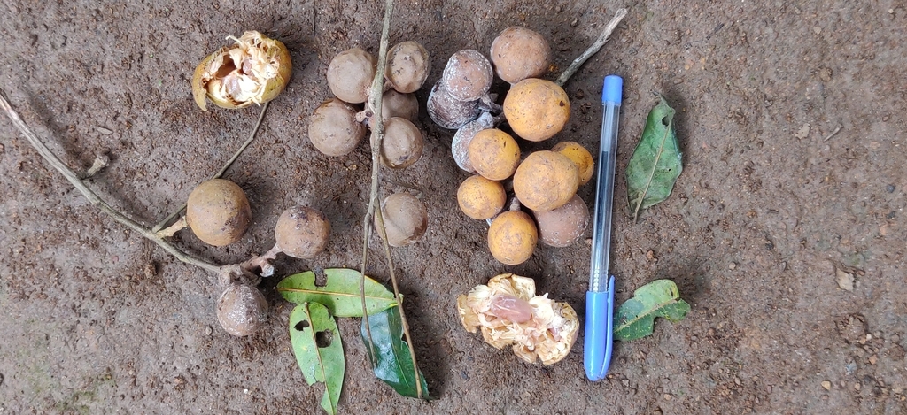 Aglaia elaeagnoidea, 642127, India