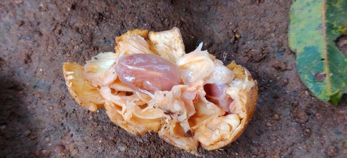 Aglaia elaeagnoidea