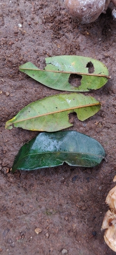 Aglaia elaeagnoidea