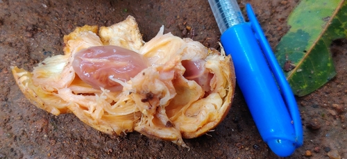 Aglaia elaeagnoidea