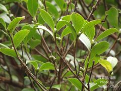 Camellia brevistyla