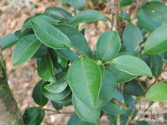 Camellia brevistyla