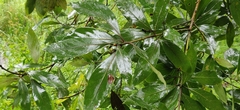 Actinodaphne malabarica