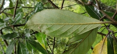 Actinodaphne malabarica