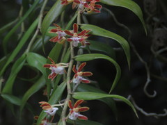 Trichoglottis orchidea