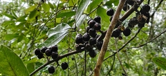 Actinodaphne malabarica