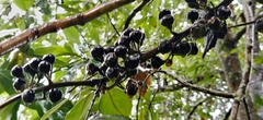 Actinodaphne malabarica