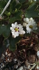 Dichosciadium ranunculaceum