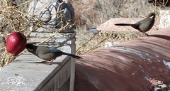 Trochalopteron henrici