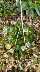 Dichosciadium ranunculaceum