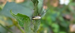 Leucauge blanda