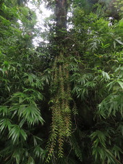 Trichoglottis orchidea