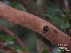 Camellia brevistyla