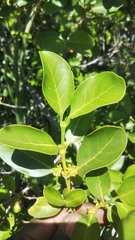 Pyrostria