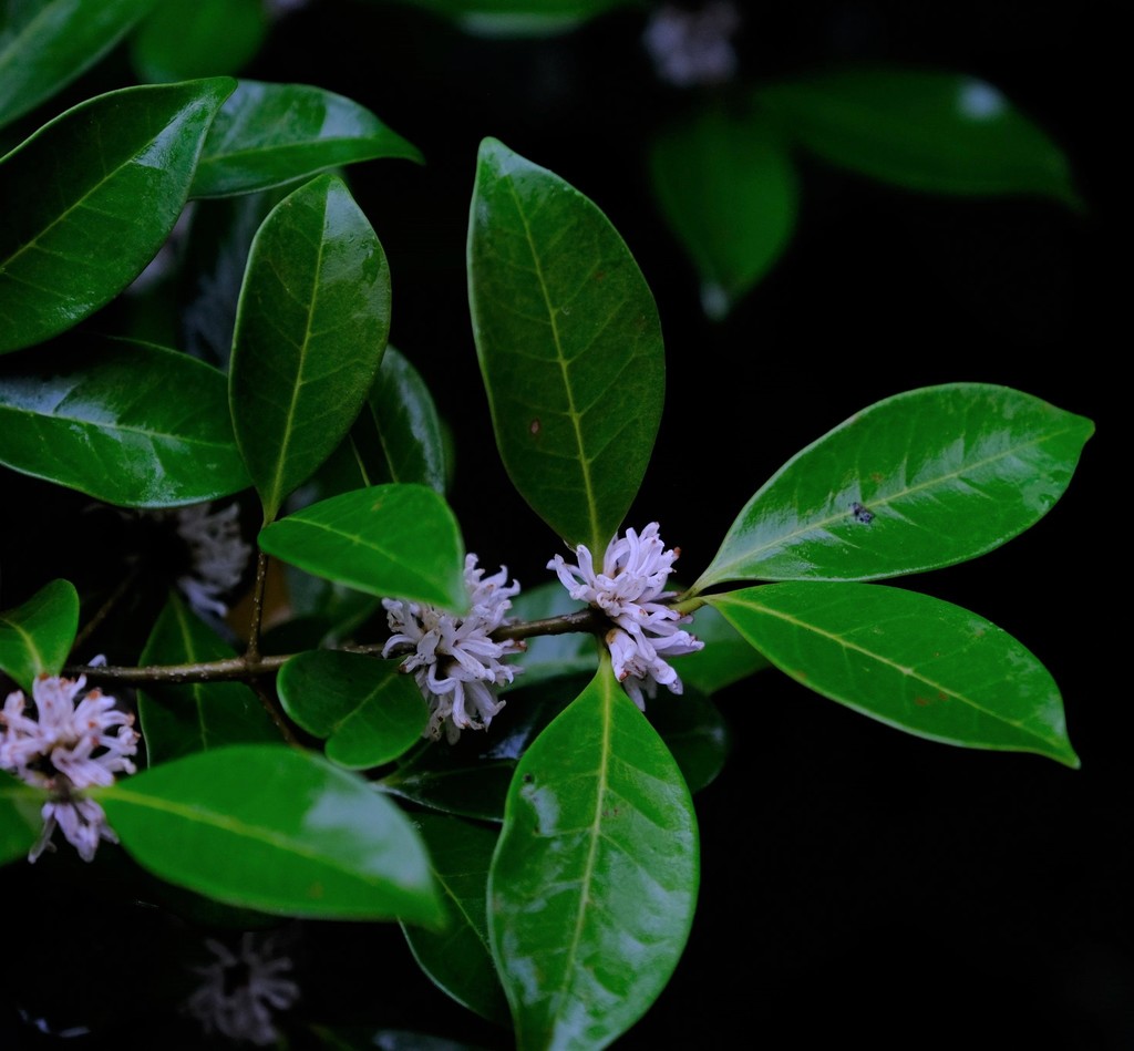 Noronhia battiscombei