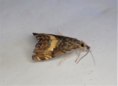 Glaucocharis chrysochyta