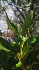 Pyrostria