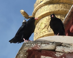 Pyrrhocorax pyrrhocorax