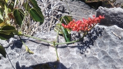 Cyphostemma microdiptera